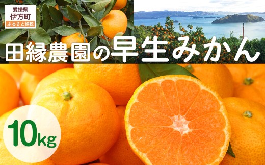【数量限定/先行予約】田縁農園の早生みかん(生果)10kg ※離島への配送不可 (2025年11月10日より順次発送) 【 ふるさと納税 人気 おすすめ ランキング みかん ミカン 蜜柑 早生みかん フ