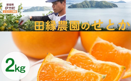 【先行予約】【数量限定】田縁農園のせとか2kg ※離島への配送不可 (2026年3月5日より順次発送) 【 ふるさと納税 人気 おすすめ ランキング みかん ミカン 蜜柑 せとか フルーツ 果物 愛媛