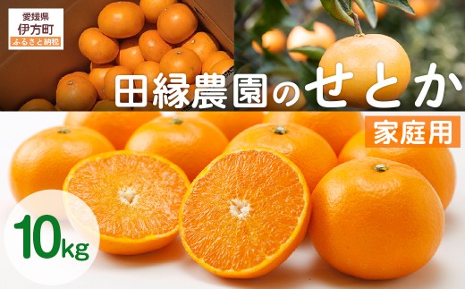 【先行予約】【家庭用】せとか 10kg ※離島への配送不可 (2026年3月5日より順次発送) 【 ふるさと納税 人気 おすすめ ランキング みかん ミカン 蜜柑 せとか フルーツ 果物 愛媛県産 田縁農