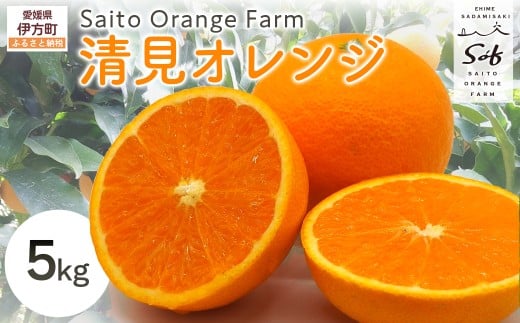【先行予約】Saito Orange Farmの清見オレンジ5kg(2026年3月中旬頃より順次発送) 【 ふるさと納税 人気 おすすめ ランキング みかん ミカン 蜜柑 柑橘 清見 オレンジ 清見オレンジ フルーツ 果物