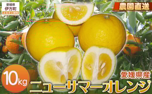 【栽培期間中農薬不使用】【先行受付】【数量限定】農園直送!愛媛県産ニューサマーオレンジ 10kg (2026年3月下旬頃より順次発送) 【 ふるさと納税 人気 おすすめ ランキング 柑橘 みかん