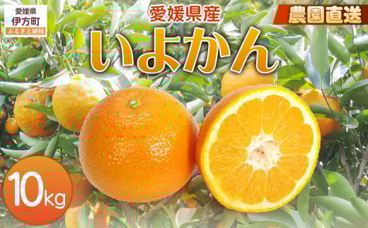 【栽培期間中農薬不使用】【先行受付】【数量限定】農園直送!愛媛県産 いよかん 10kg (2026年1月上旬頃より順次発送) 【 ふるさと納税 人気 おすすめ ランキング 柑橘 みかん ミカン 蜜柑