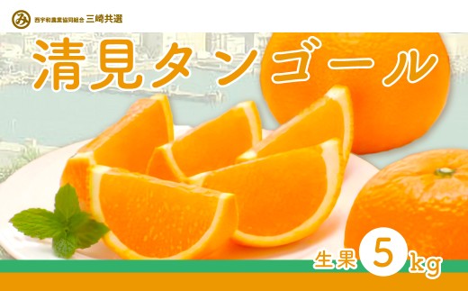 【先行予約】清見タンゴール(生果5kg)※離島への配送不可(2026年3月上旬〜4月上旬頃に順次発送予定) 【 ふるさと納税 人気 おすすめ ランキング 柑橘 みかん ミカン 清見 清見タンゴー