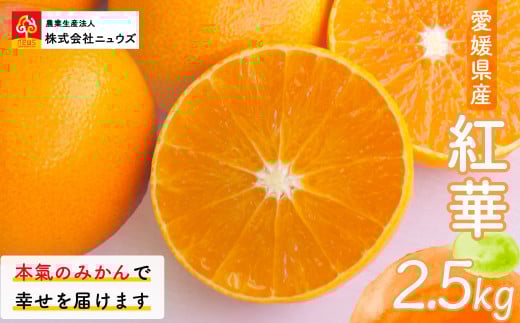 【先行予約】紅華(生果)約2.5kg(2025年12月上旬より順次発送) 【 ふるさと納税 人気 おすすめ ランキング みかん ミカン 蜜柑 紅華 フルーツ 果物 産地直送 ニュウズ 愛媛県産 愛媛県 伊方