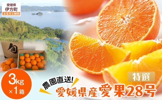 【先行予約】【数量限定】\農園直送/愛媛県産 愛果28号(特選) 3kg×1箱(2025年12月中旬より順次発送) 【 ふるさと納税 人気 おすすめ ランキング 柑橘 みかん ミカン 蜜柑 愛果28号 紅 ま
