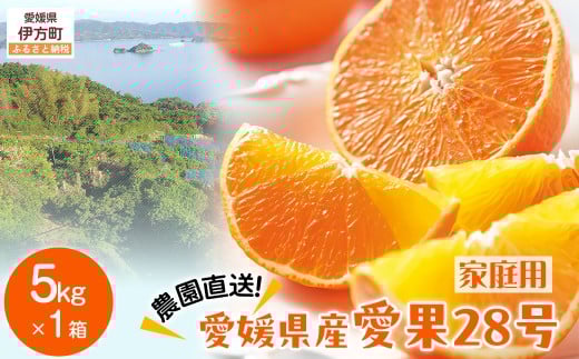 【先行予約】【数量限定】\農園直送/愛媛県産 愛果28号(家庭用) 5kg×1箱(サイズ混合)(2025年12月中旬より順次発送) 【 ふるさと納税 人気 おすすめ ランキング 柑橘 みかん ミカン