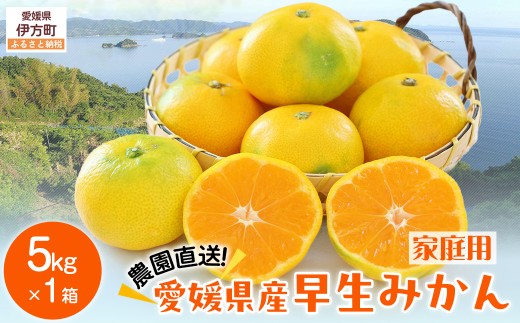 【先行予約】【数量限定】\農園直送/愛媛県産早生みかん5kg×1箱(家庭用)(2025年11月中下旬より順次発送) 【 ふるさと納税 人気 おすすめ ランキング 柑橘 みかん 早生みかん ミカン