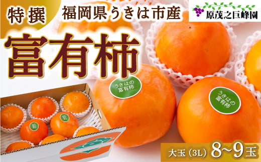 【先行予約】原茂之巨峰園 特撰 富有柿 大玉(3L) 8玉から9玉 2025年11月中旬から11月下旬 出荷予定福岡県うきは市13000果物・フルーツその他 果物・フルーツ