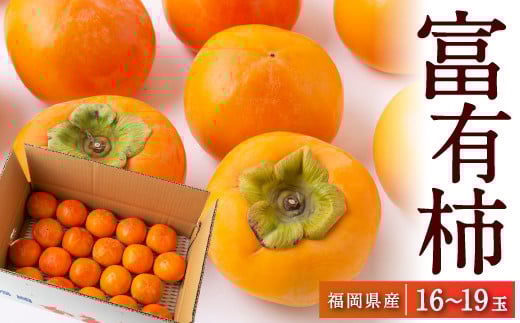 【先行予約】江藤農園 富有柿 16玉から19玉(約5kg) 2025年11月中旬から11月下旬 出荷予定福岡県うきは市14000果物・フルーツその他 果物・フルーツ