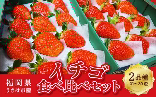 梶原フルーツのイチゴ食べ比べセット 【2026年1月 出荷予定】 いちご 苺 イチゴ 旬 フルーツ 果物 くだもの 果実 食べ比べ セット 冷蔵 福岡県 うきは市福岡県うきは市27000果物・フルーツい
