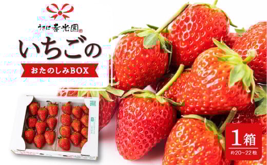 春光園 いちごのおたのしみBOX 1箱 【2026年3月 発送予定】 苺 いちご イチゴ 果物 くだもの 果実 フルーツ スイーツ デザート 食品 あまおう 紅ほっぺ かおりの 恋みのり あきひめ おたのしみ