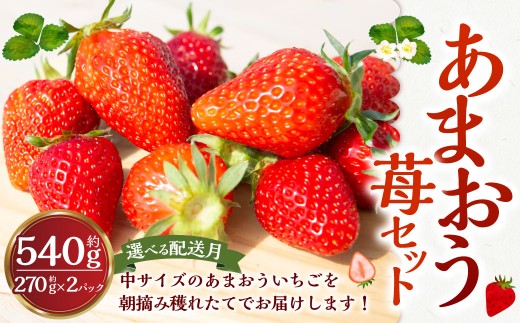 よかもんいちご あまおう苺セット2パック 【2026年4月 発送予定】 あまおう いちご イチゴ 苺 よかもん苺 朝摘み 穫れたて 果物 くだもの フルーツ デザート 福岡県 うきは市福岡県うきは市13