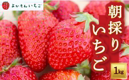 よかもんいちごの朝採りいちご 1kg 【2025年12月下旬から2026年4月下旬 出荷予定】 いちご 苺 イチゴ 旬 フルーツ 果物 くだもの 果実 冷蔵 福岡県 うきは市福岡県うきは市16000果物・フルーツい