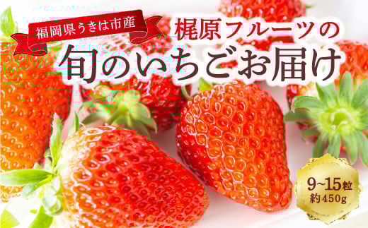 梶原フルーツの旬のいちごお届け 【2026年1月 出荷予定】 いちご 苺 イチゴ 旬 フルーツ 果物 くだもの 果実 冷蔵 福岡県 うきは市福岡県うきは市16000果物・フルーツいちご