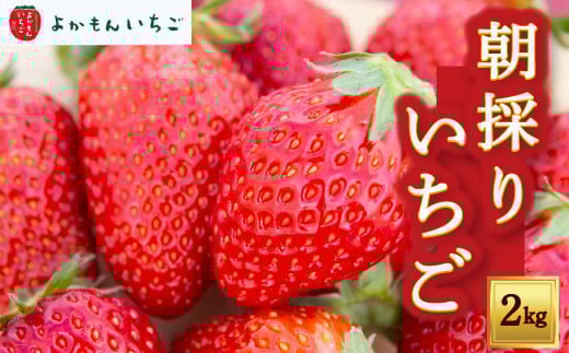 よかもんいちごの朝採りいちご 2kg 【2025年12月下旬から2026年4月下旬 出荷予定】 いちご 苺 イチゴ 旬 フルーツ 果物 くだもの 果実 冷蔵 福岡県 うきは市福岡県うきは市25000果物・フルーツい