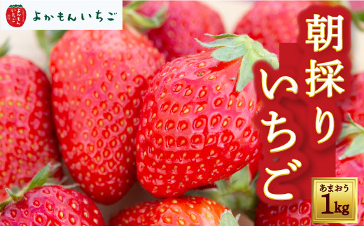 悩񂢂̒̂肠܂ 1kg y2026N1{2026N4{ oח\z  ܂  C`S  悩 E nꂽ ʕ  t[c fU[g  