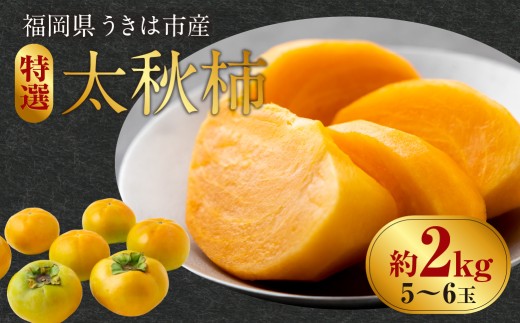 【先行予約】 西見柿農園 特選太秋柿 5玉から6玉 (約2kg) 【2025年11月上旬から12月中旬 出荷予定】 完熟柿 柿 かき カキ 太秋 たいしゅう 完全甘柿 果物 くだもの フルーツ 果実 ジューシー