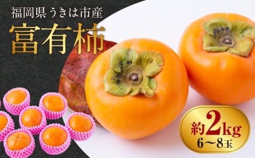 【先行予約】西見柿農園 富有柿 6玉から8玉 2025年11月下旬から12月上旬 出荷予定福岡県うきは市9000果物・フルーツその他 果物・フルーツ