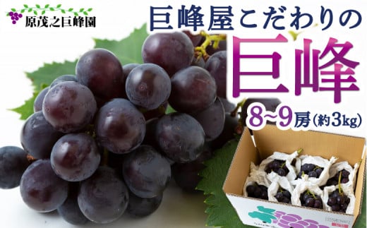 【先行予約】 原茂之巨峰園 巨峰屋こだわりの巨峰 8房から9房 (約3kg) 【2026年8月下旬〜9月上旬より順次発送予定】 葡萄 ぶどう ブドウ 巨峰 きょほう 果物 くだもの フルーツ 果実 新鮮 フ