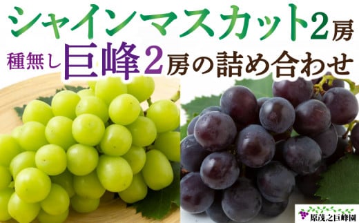 【先行予約】原茂之巨峰園 シャインマスカット 2房 と 種無し 巨峰 2房 の 詰め合わせ 【2026年8月上旬〜8月下旬より順次発送予定】 葡萄 ぶどう ブドウ 果物 くだもの フルーツ 果実 セット