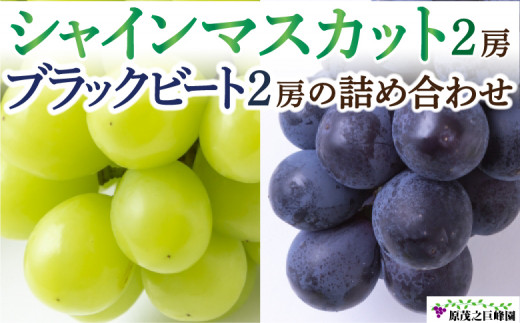 【先行予約】原茂之巨峰園 シャインマスカット 2房 と ブラックビート 2房 の 詰め合わせ 【2026年8月上旬〜8月下旬より順次発送予定】 葡萄 ぶどう ブドウ 果物 くだもの フルーツ 果実 セッ