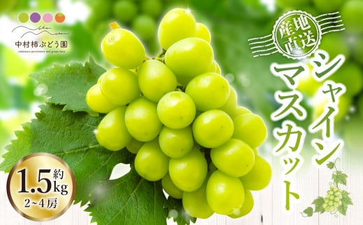 【先行予約】中村柿ぶどう園 シャインマスカット 2房から4房 (約1.5kg) 【2026年8月下旬〜9月下旬より順次発送予定】 葡萄 ぶどう ブドウ 果物 くだもの フルーツ 果実 福岡県 うきは市 冷蔵