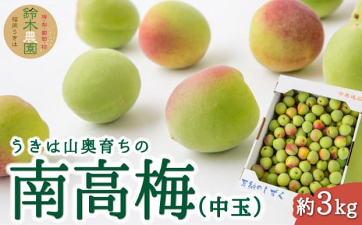 【先行予約】 鈴木農園 うきは山奥育ちの南高梅 (中玉) 約3kg 【2026年6月上旬より順次発送予定】 梅 うめ ウメ 果実 梅干し 梅干 梅酒 梅シロップ 梅ジャム お取り寄せ 福岡県 うきは市 冷