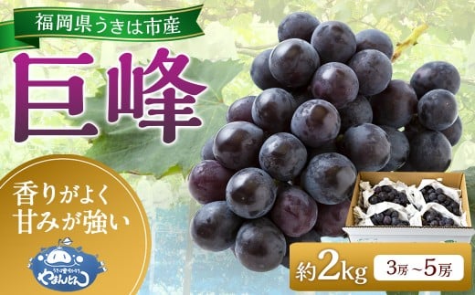 【先行予約】 やまんどん 巨峰 3房から5房 (約2kg) 【2026年8月下旬〜9月上旬より順次発送予定】 葡萄 ぶどう ブドウ 果物 くだもの フルーツ 果実 お取り寄せ 福岡県 うきは市 冷蔵福岡県う