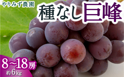 【先行予約】 やりみず農園 種なし 巨峰 8房から18房 (約6kg) 【2026年8月上旬〜8月下旬より順次発送予定】 葡萄 ぶどう ブドウ 種無し 果物 くだもの フルーツ 果実 新鮮 フレッシュ 朝採り