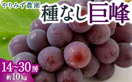 【先行予約】 やりみず農園 種なし 巨峰 14房から30房 (約10kg) 【2026年8月上旬〜8月下旬より順次発送予定】 葡萄 ぶどう ブドウ 種無し 果物 くだもの フルーツ 果実 新鮮 フレッシュ 朝採
