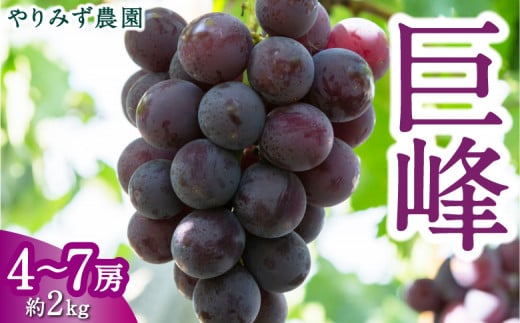 【先行予約】 やりみず農園 巨峰 4房から7房 (約2kg) 【2026年8月上旬〜8月下旬より順次発送予定】 葡萄 ぶどう ブドウ 果物 くだもの フルーツ 果実 新鮮 フレッシュ 朝採り直送 お取り寄せ