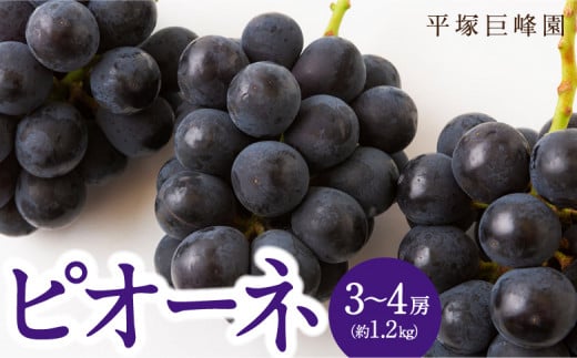 【先行予約】 平塚巨峰園 ピオーネ 3房から4房 (約1.2kg) 【2026年7月上旬〜7月下旬より順次発送予定】 ハウスピオーネ 葡萄 ぶどう ブドウ 大粒 種無し 種なし 果物 くだもの フルーツ 果実