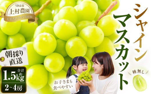 【先行予約】 上村農園 (ハウス) シャインマスカット 2〜3房 (約1.2kg) 【2026年7月下旬〜8月上旬より順次発送予定】 葡萄 ぶどう ブドウ 種無し 種なし 果物 くだもの フルーツ 果実 ハウ