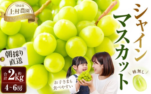 【先行予約】 上村農園 (ハウス) シャインマスカット  4〜6房 (約2kg) 【2026年7月下旬〜8月上旬より順次発送予定】 葡萄 ぶどう ブドウ 種無し 種なし 果物 くだもの フルーツ 果実 ハウ