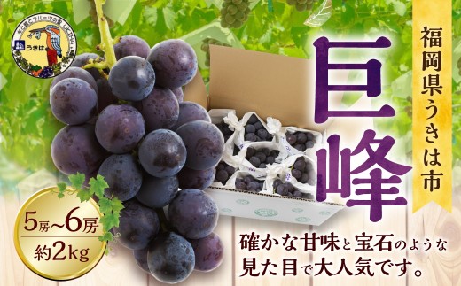 【先行予約】龍頭農園 巨峰 5〜6房 (約2kg) 【2026年8月上旬〜8月下旬より順次発送予定】 葡萄 ぶどう ブドウ 果物 くだもの フルーツ 果実 お取り寄せ 福岡県 うきは市 冷蔵福岡県うきは市1