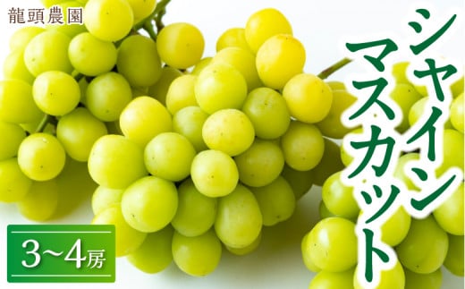 【先行予約】龍頭農園 シャインマスカット 2房 (約1.1kg) 【2026年9月上旬〜9月下旬より順次発送予定】 葡萄 ぶどう ブドウ 果物 くだもの フルーツ 果実 お取り寄せ 福岡県 うきは市 冷蔵福