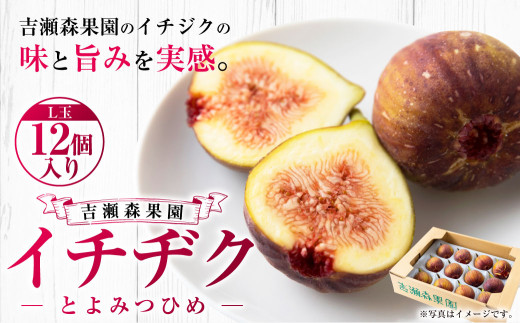 【先行予約】 吉瀬森果園 イチジク (とよみつひめ) L玉 12個入り 【2026年8月上旬〜9月下旬より順次発送予定】 いちじく 果物 くだもの フルーツ 果実 オリジナル品種 ハウス栽培 ゆりかー