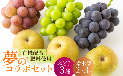 【先行予約】種なし 加温ハウスぶどう (3房) 幸水梨 (2〜3玉) セット 【2026年7月下旬〜8月上旬より順次発送予定】 【春光園】 有機配合肥料使用 種なし ぶどう ブドウ 葡萄 梨 なし 果物