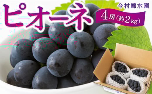 【先行予約】 今村錦水園 ピオーネ 4房 (約2kg) 【2026年7月上旬〜7月下旬より順次発送予定】 葡萄 ぶどう ブドウ 大粒 種無し 種なし ジューシー 果物 くだもの フルーツ 果実 お取り寄せ