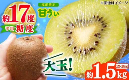 y2025N10{菇zYuhLECuÂv1.5kg(12-15) gx/썑t[c [BGAG017] LEBt[c ʕ t[c fU[g  ʎ Â ӂ邳Ɣ[ 