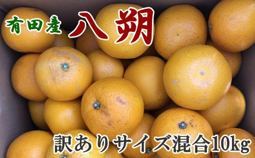 【手選果・訳あり】有田産の八朔10kg(サイズ混合)<2026年1月下旬〜2026年2月下旬頃に順次発送予定>【tec847A】和歌山県北山村15000果物・フルーツみかん・柑橘類