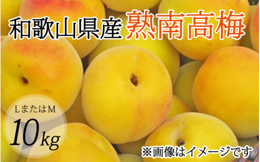 【梅干・梅酒用】(LまたはM−10Kg)熟南高梅<2026年6月上旬〜7月上旬ごろに順次発送予定>【art013B】和歌山県北山村70000鍋セット・総菜・加工食品漬物・梅干・キムチ