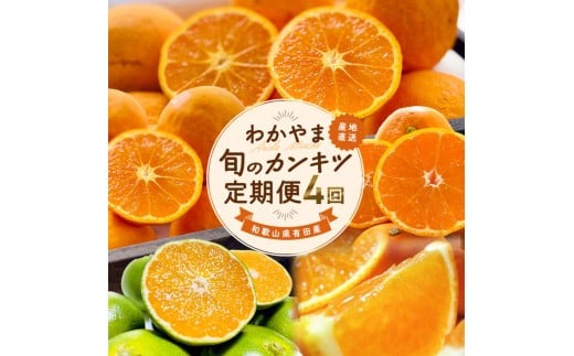 【全4回】和歌山旬のカンキツ定期便【M】3・5・9・11月発送(ご家庭用)※北海道・沖縄県・離島への配送不可 / 春の柑橘 初夏の柑橘 青切り 有田みかん 完熟有田みかん フルーツ くだもの