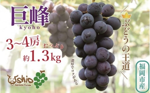 【2026年8月以降順次発送】福岡市産巨峰1300g3〜4房【北海道・沖縄・離島発送不可】福岡県福岡市10000果物・フルーツマスカット・ぶどう