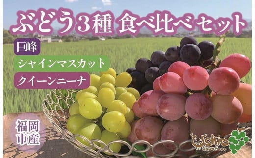 【2026年8月以降順次発送】福岡市産ぶどう3色セット1300g(計3房)【北海道・沖縄・離島発送不可】福岡県福岡市20000果物・フルーツマスカット・ぶどう