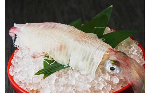 (福岡市)ヤリイカ姿 刺身 1杯 約180g福岡県福岡市10000魚介・海産物イカ・タコ・ウニ