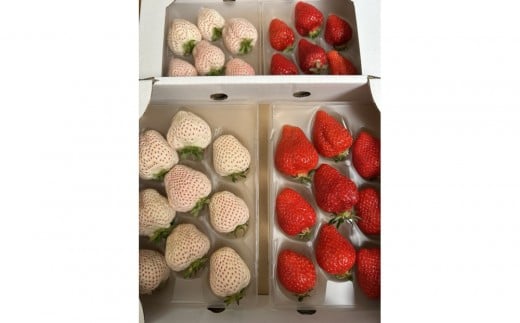 ܂ƓVĝgZbg1000@su꓇Ys20000ʕEt[c