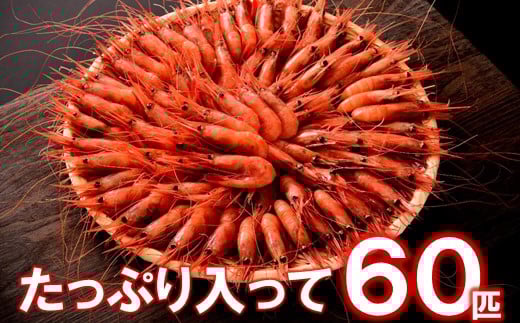2026年 1月 - 6月 発送 超 特大 甘エビ 子持ち 冷蔵 60匹 昆布〆 穫れたて 生食 刺身 天ぷら 味噌汁 にも 新鮮 厳選 大きい あまえび 有頭 エビ 海老 こだわり 昆布締め 昆布 包み 旨味 甘い 鮮度
