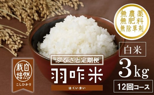 s\  V ʌ ߘa7NY V 3kg × 12 v 36kg  RVqJ H R͔|  _sgp H  \o Ђ  ΐ쌧Y   R  2025N