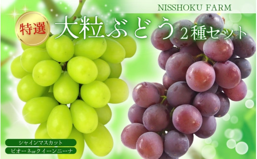 I 嗱I ԂǂQZbgiVC}XJbgjR NISSHOKU FARM / Ԃǂ lߍ킹 uhE  VC}XJbg sI[l NC[j[i s\ t[c ʕ I 嗱